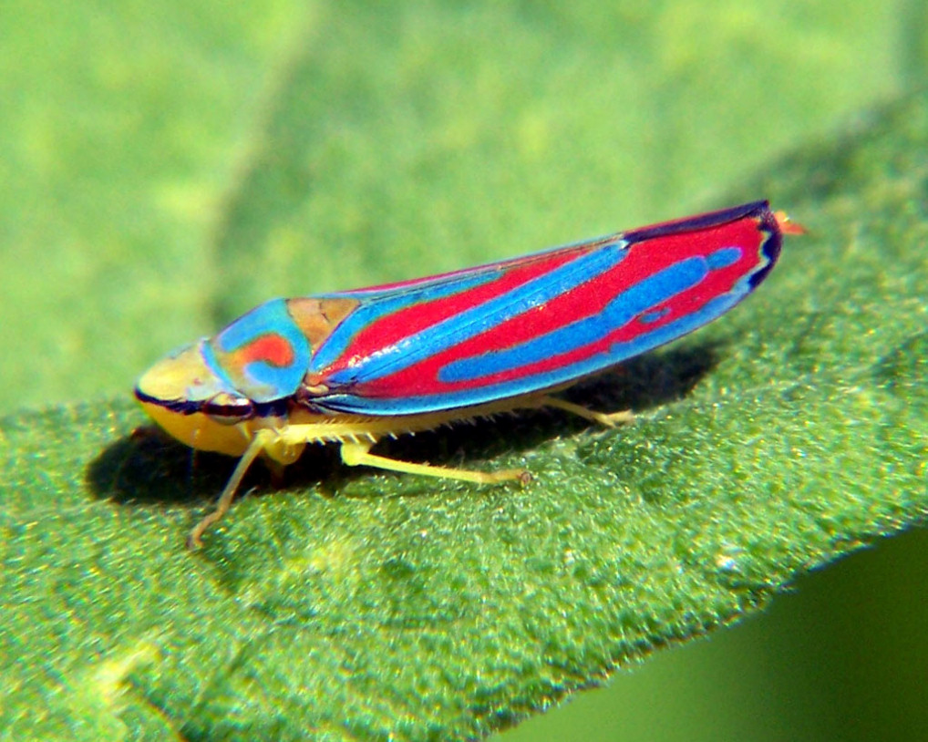  Graphocephala_