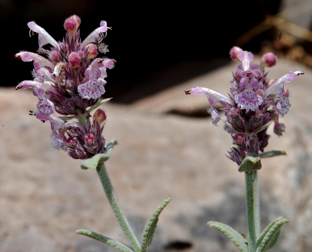  Nepeta-orphanidea-Boiss.