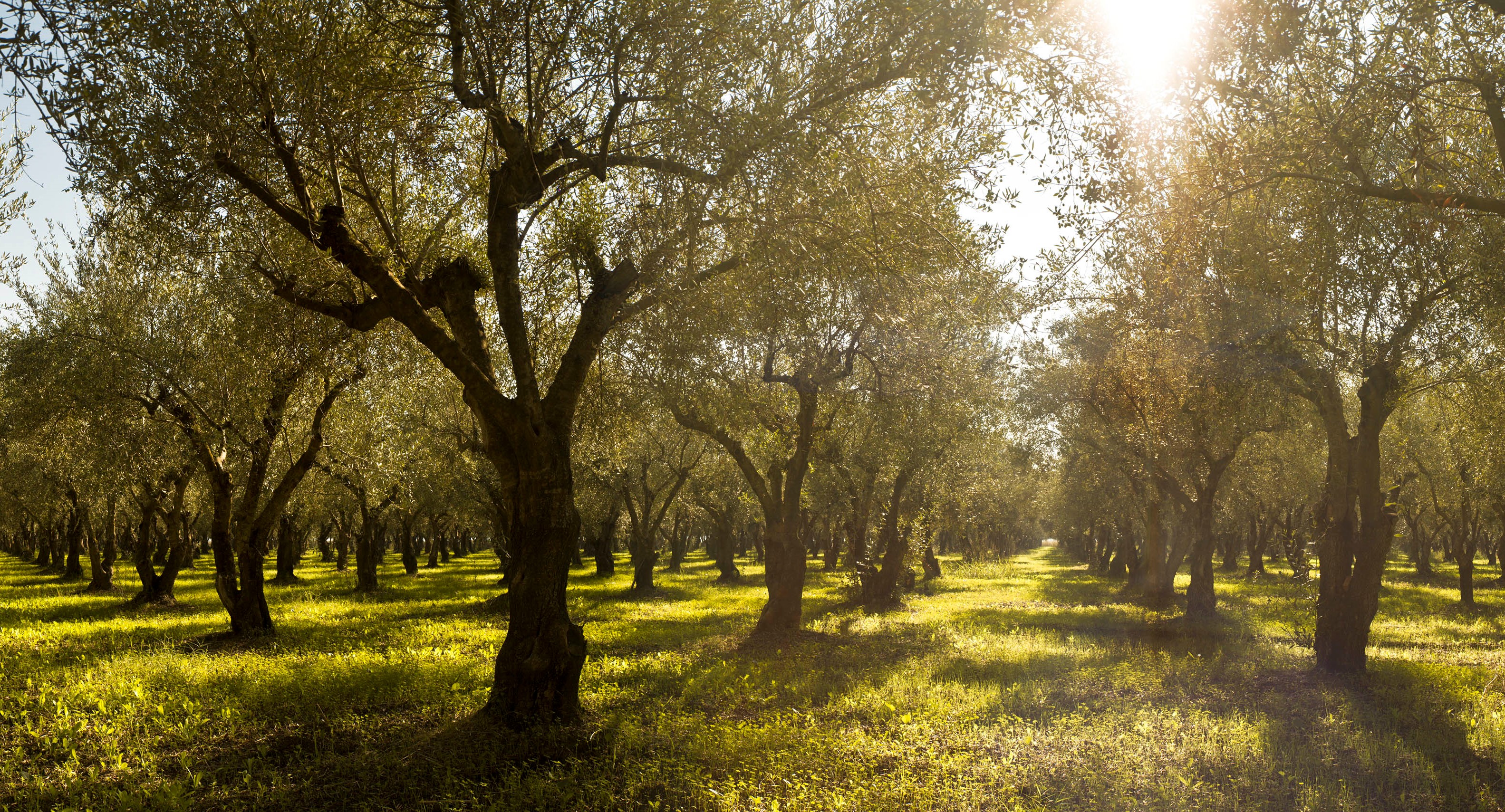 costa  navarino